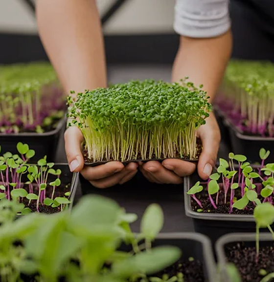 Hands Holding Microgreens